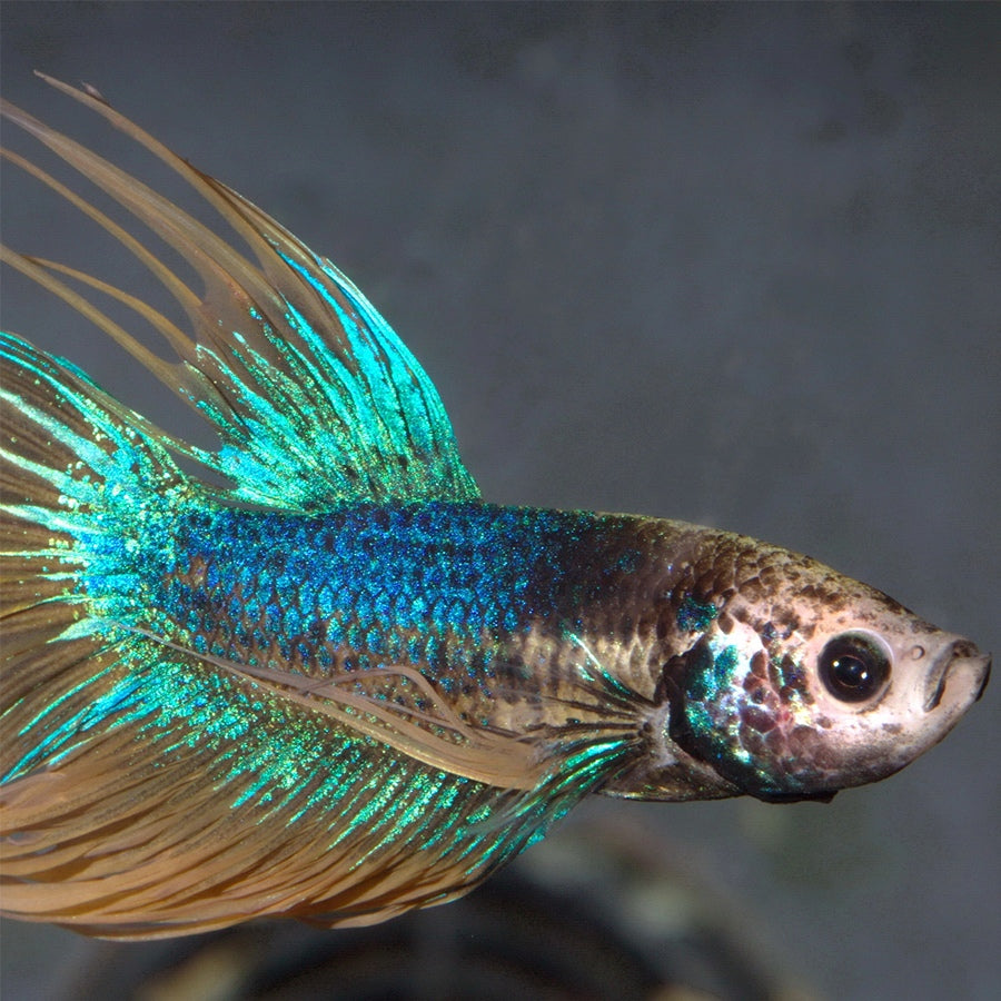 ba1902d8aaa74ea61fe0f1ce035a8b2e