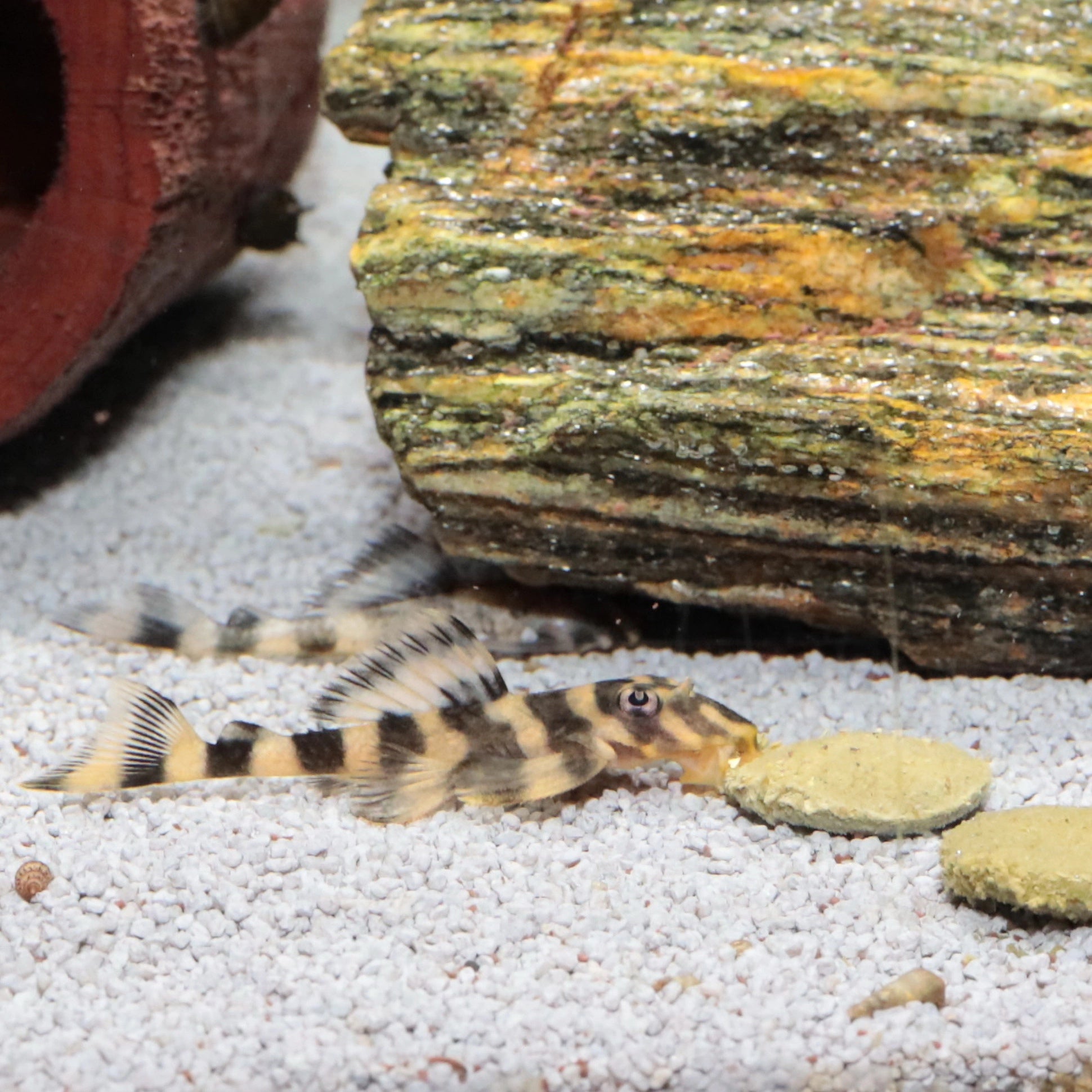 59a3267357cdd4b6cb65633fb01cfa11