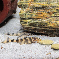 59a3267357cdd4b6cb65633fb01cfa11