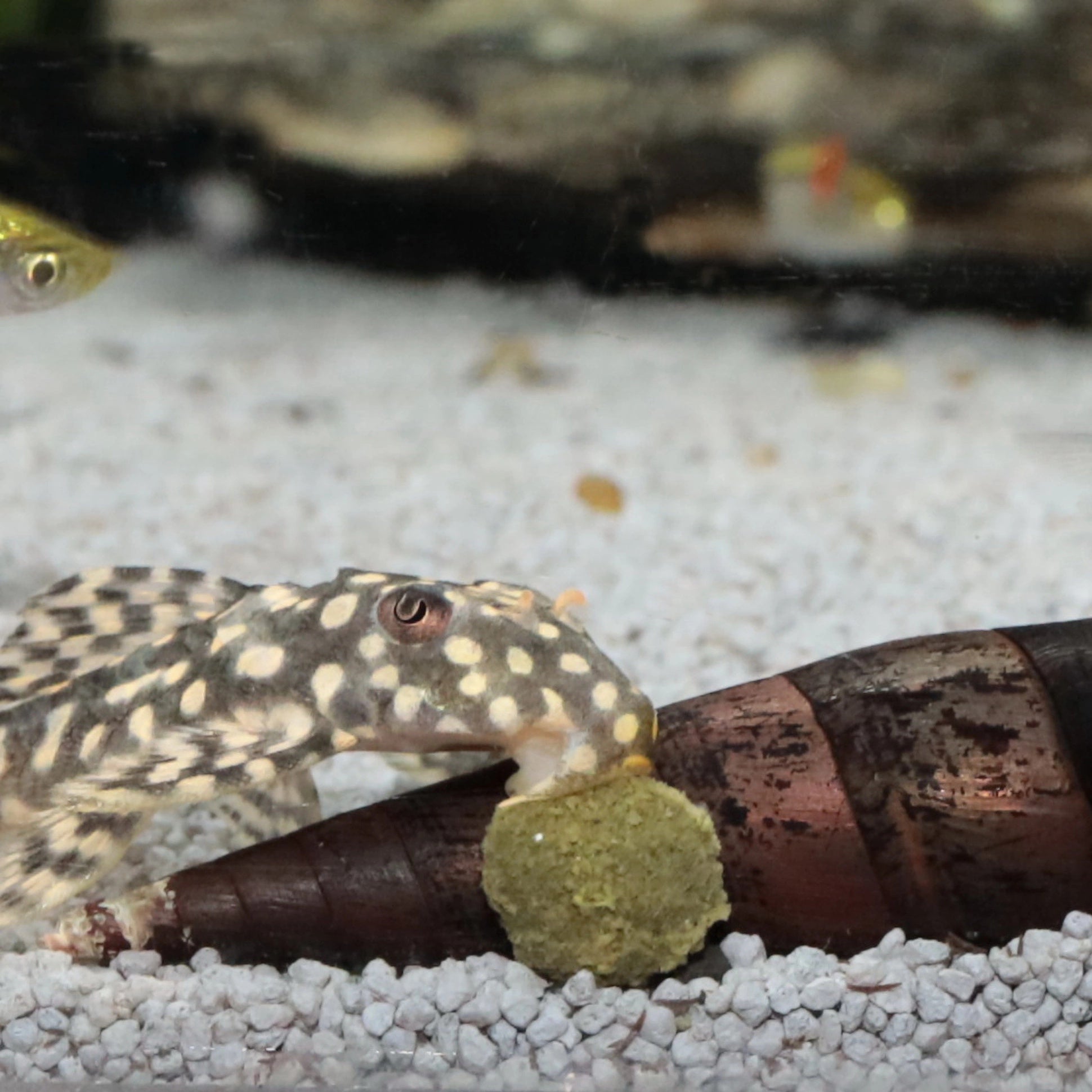 fb74646d2ece3ab4765922ffee76d4fe