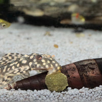 fb74646d2ece3ab4765922ffee76d4fe