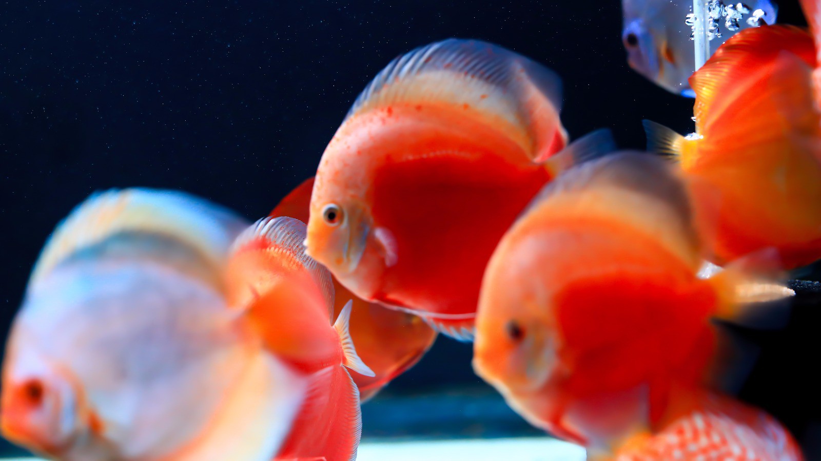 505fe0f667525eedabc9d0f10b2f6559