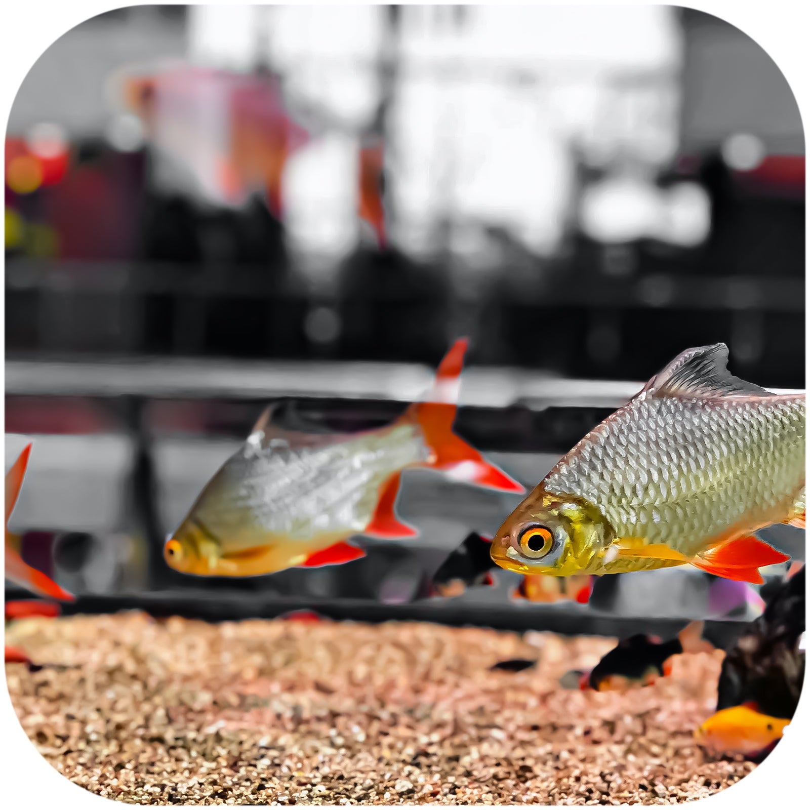 ab77030f9b4da4f6ef11f0e5d76589b0