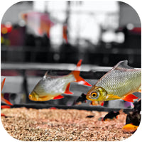 ab77030f9b4da4f6ef11f0e5d76589b0