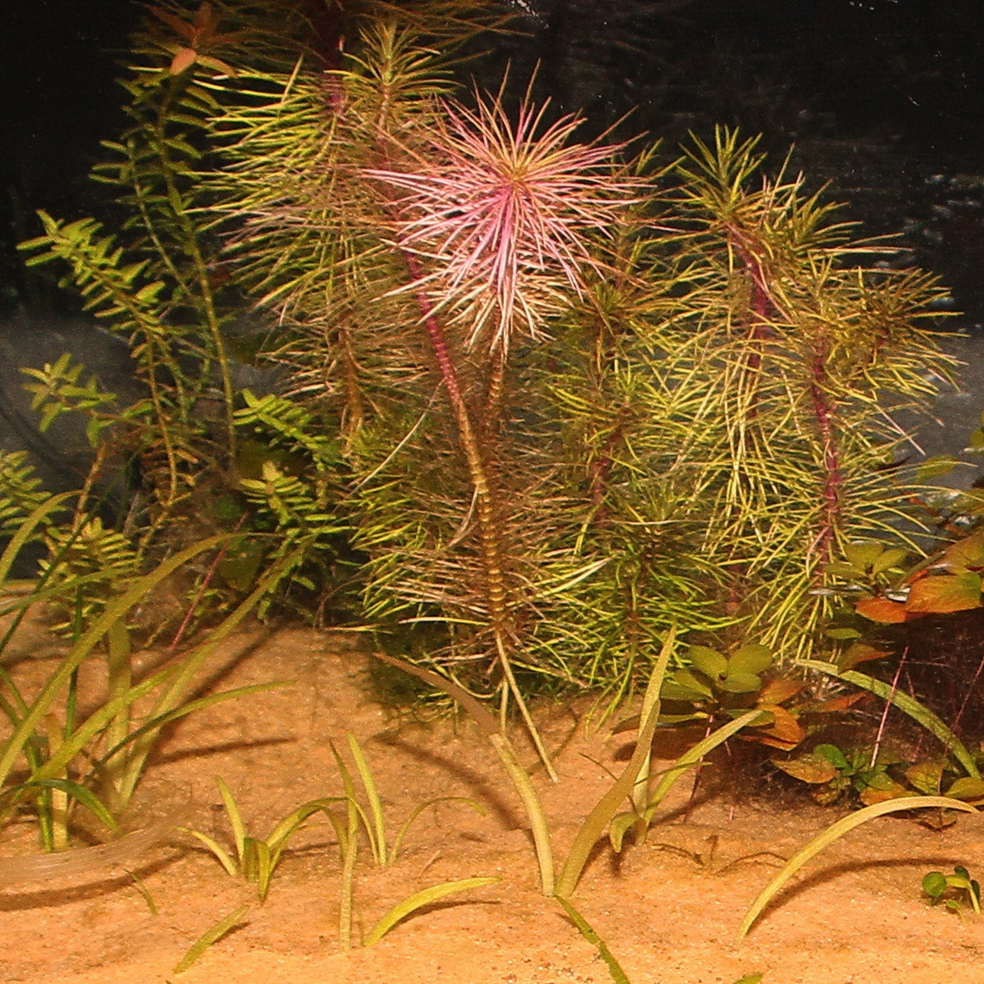 7230d782e43796ea655a914c2c22bbca