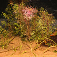 7230d782e43796ea655a914c2c22bbca