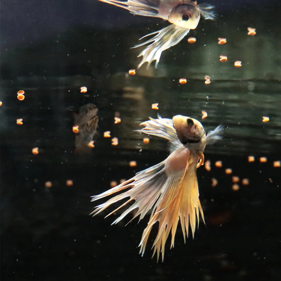 fbe692973f87fdd26c2c2b6a965004fa