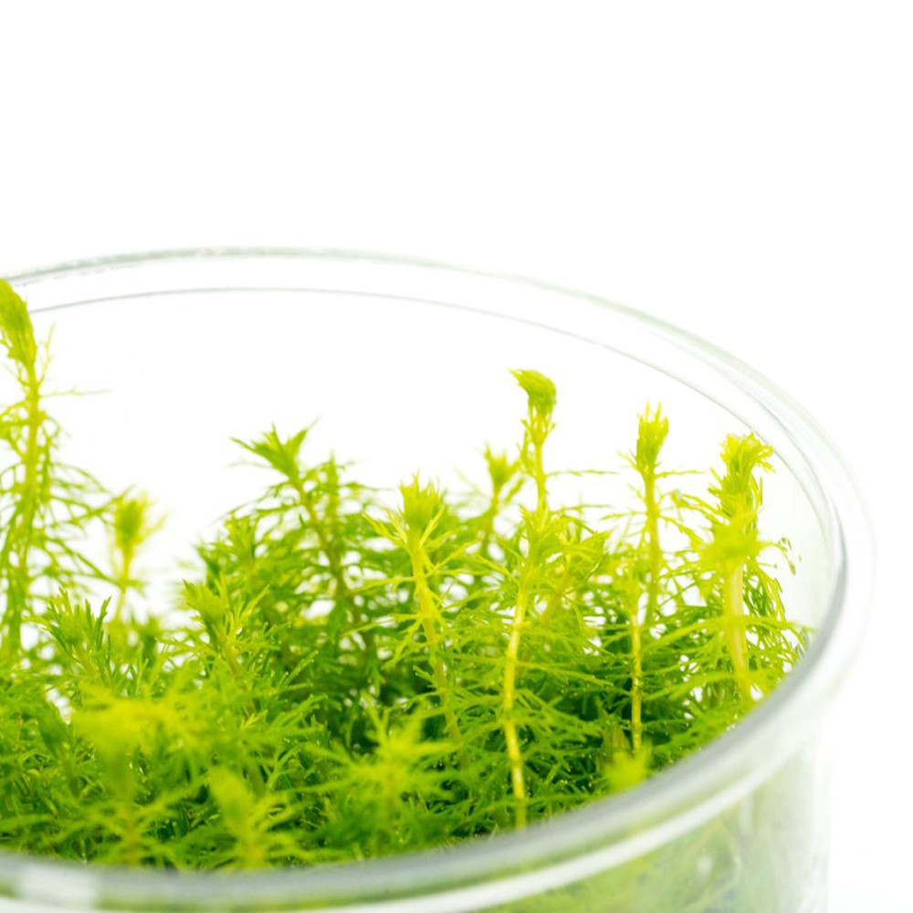 6949c4566a6c48497522eab9a97613a1