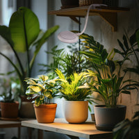 c67b2fdf4e24bcf3539519d556fc448a