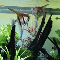 e5766f904c4c29f67d580dcc7dbf71da