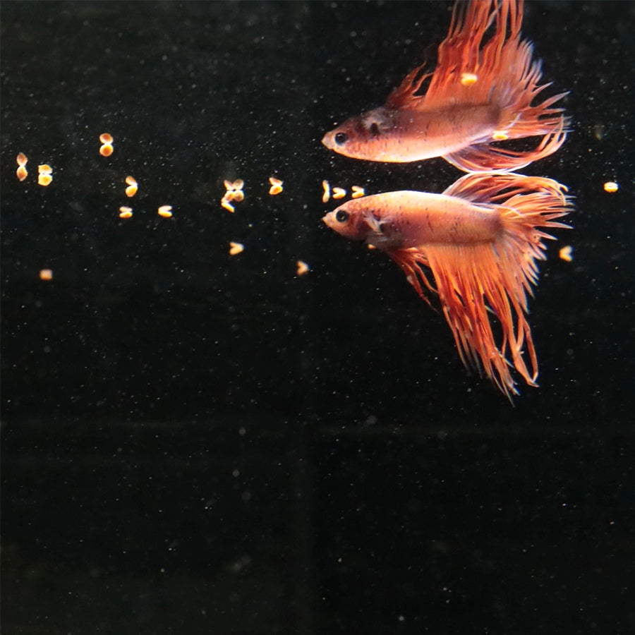 8d82cf4b43449896d406cfa0a29bf625