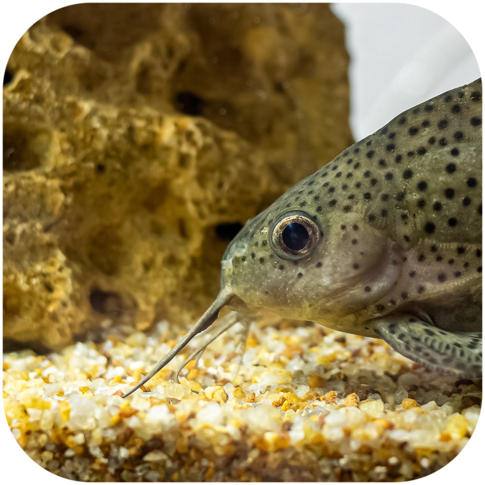 1d055ad101f71dd8d0f7c50a32b98892