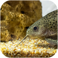 1d055ad101f71dd8d0f7c50a32b98892