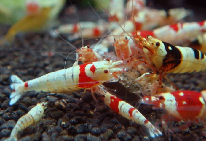 2207d7eb2906a0dd8a5ce2b731fe4abb