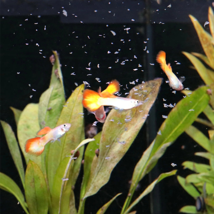 81fc16ed7596b13744354dc3c2e10bc0