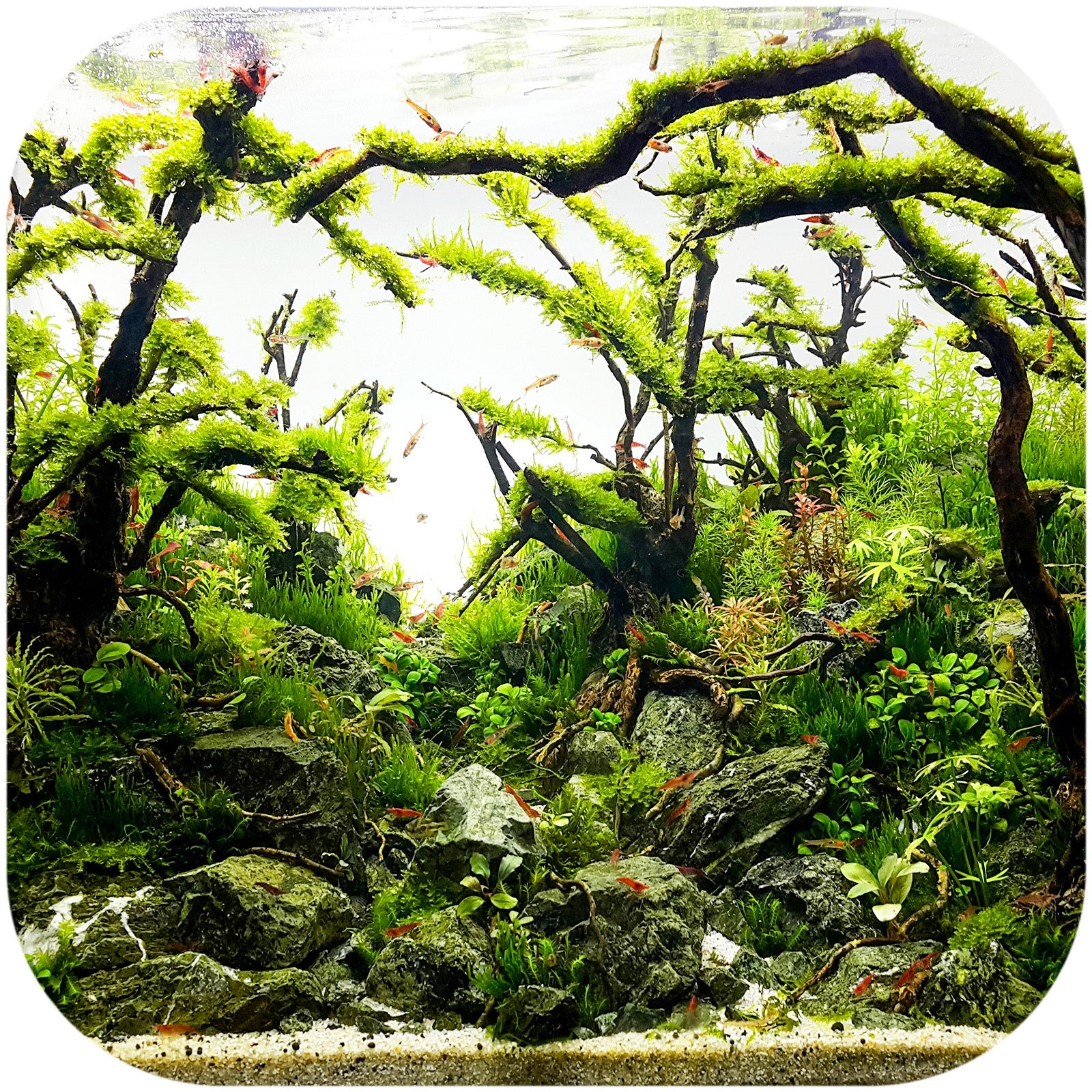 03dd07b8709214dfb6db1fbf67cc259a