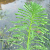 a2020a5eb818762212ba5683806e40be