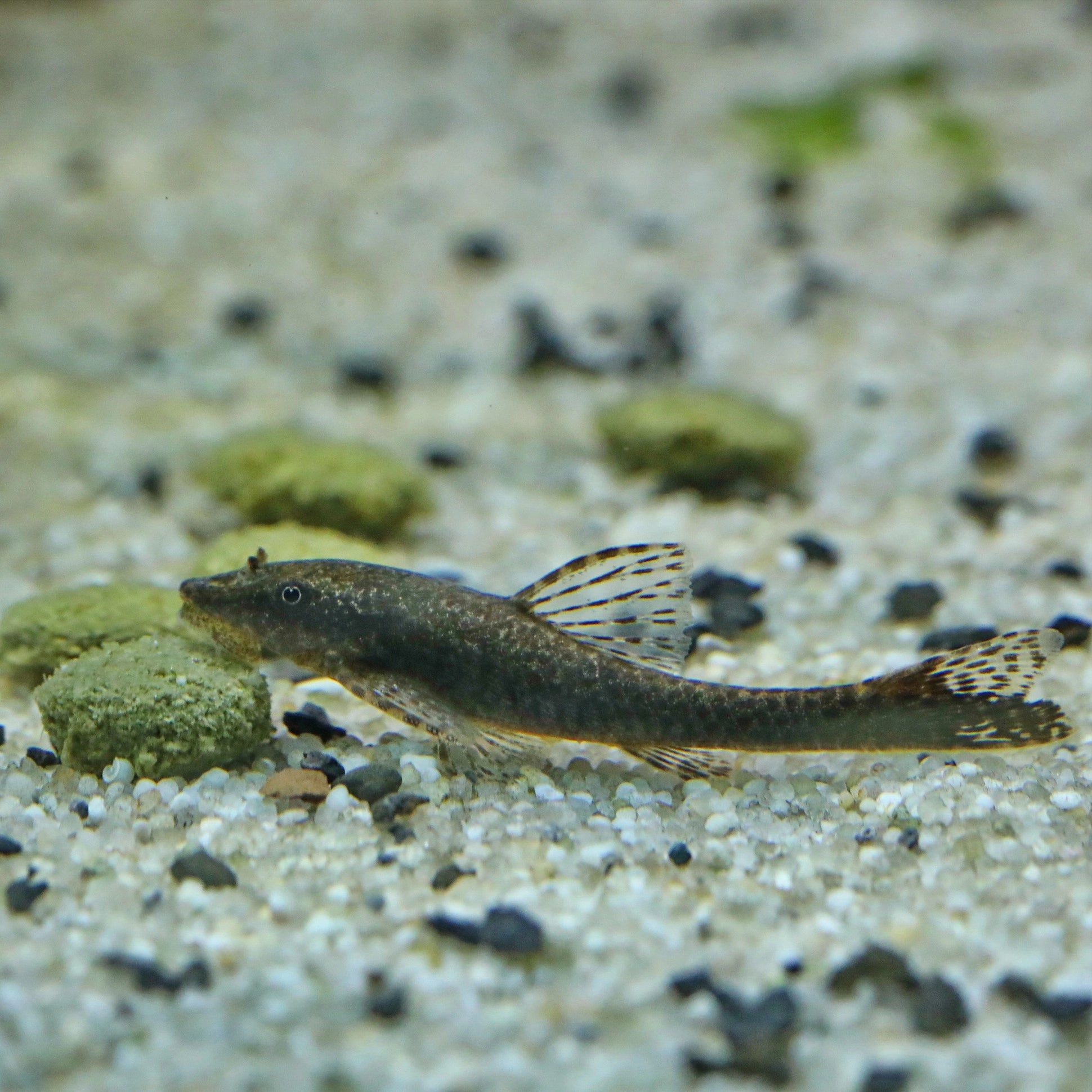 427cbc660cc3f29cb6d622f817b48b45