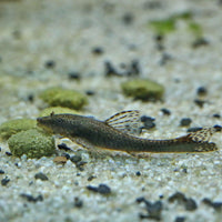 427cbc660cc3f29cb6d622f817b48b45