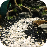 d61a305c302b4bda528a2aa1fc54f22d